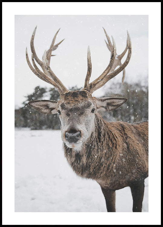 Deer In The Snow Plakat