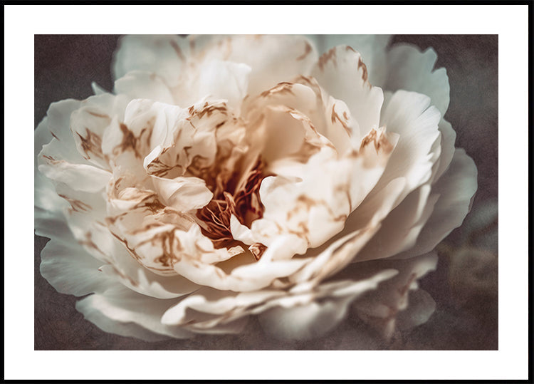 Petals of Serenity