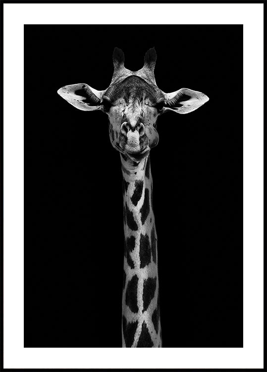 Giraffe Portrait Plakat