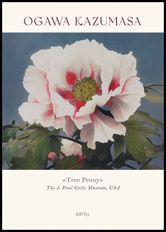 Tree Peony, Ogawa Kazumasa Foral Plakat
