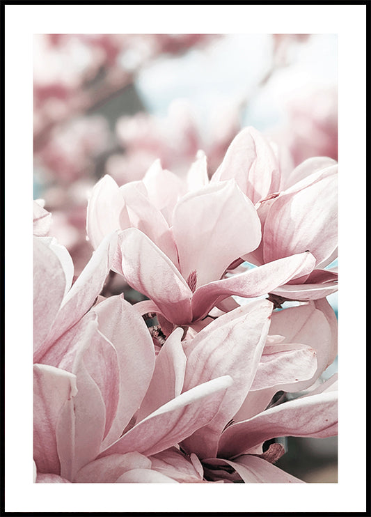 Magnolia Blossom Plakat