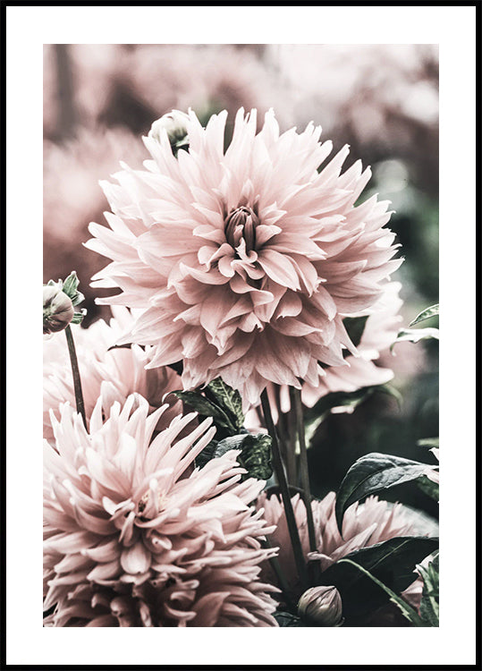 Soft Dahlia Bloom Plakat