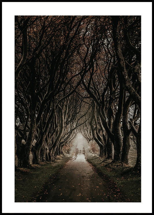 Road Through The Dark Hedges Plakat