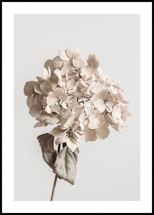 Beige dried flower Plakat
