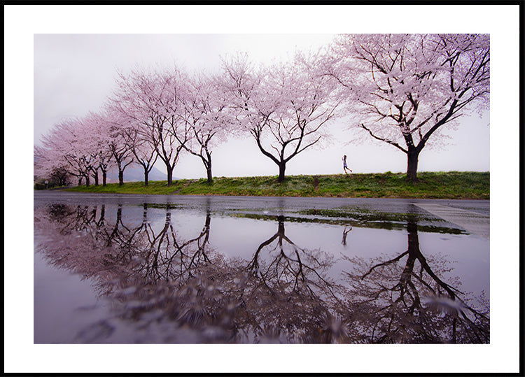 Rain of spring Plakat