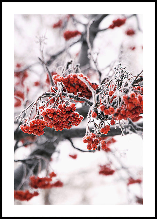 Frosted Red Berries on Winter Branches Plakat