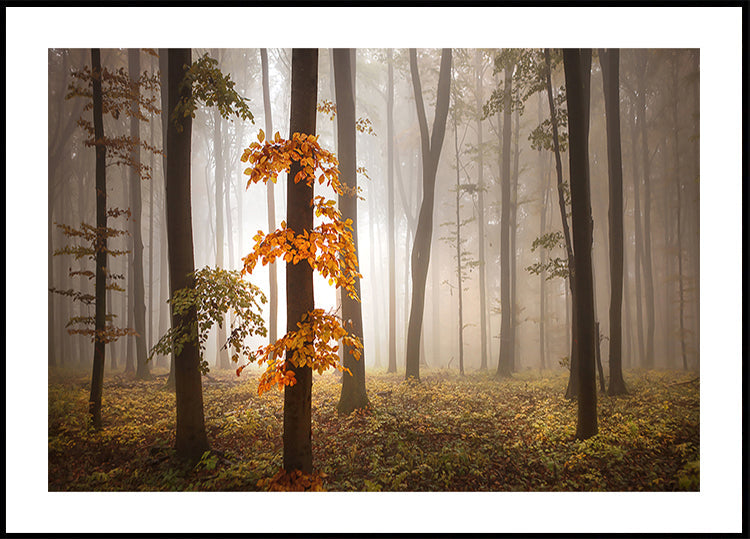 In November Light Plakat