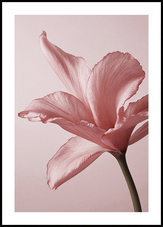 Tender Pink Lily Plakat