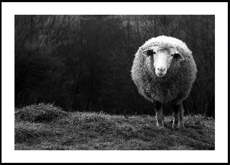 Wondering sheep Plakat