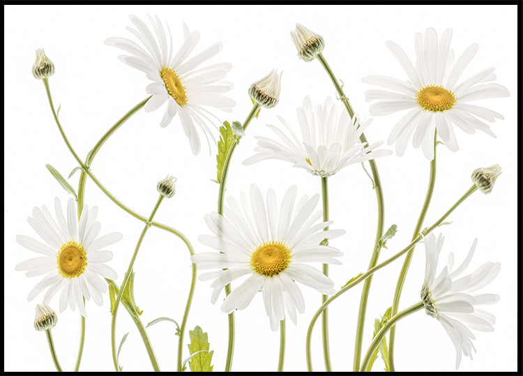 Ox eye Daisies Plakat