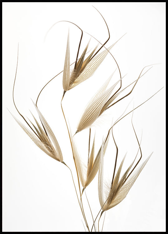 Delicacy of nature Plakat