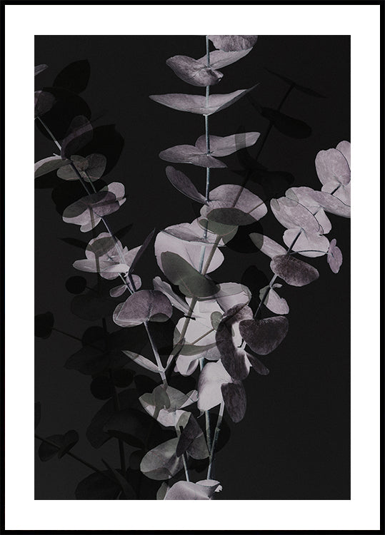 Eucalyptus_Negative_001 Plakat