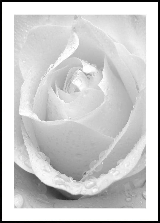 White Rose No.2 Plakat