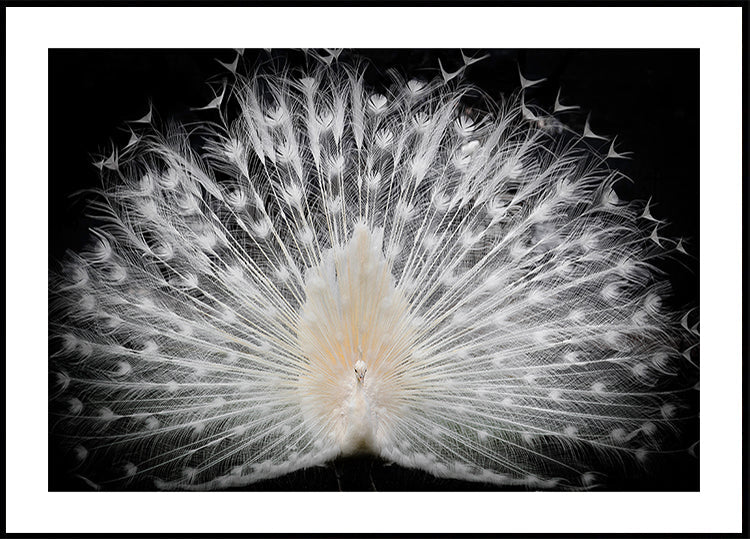 black and white, Plakat