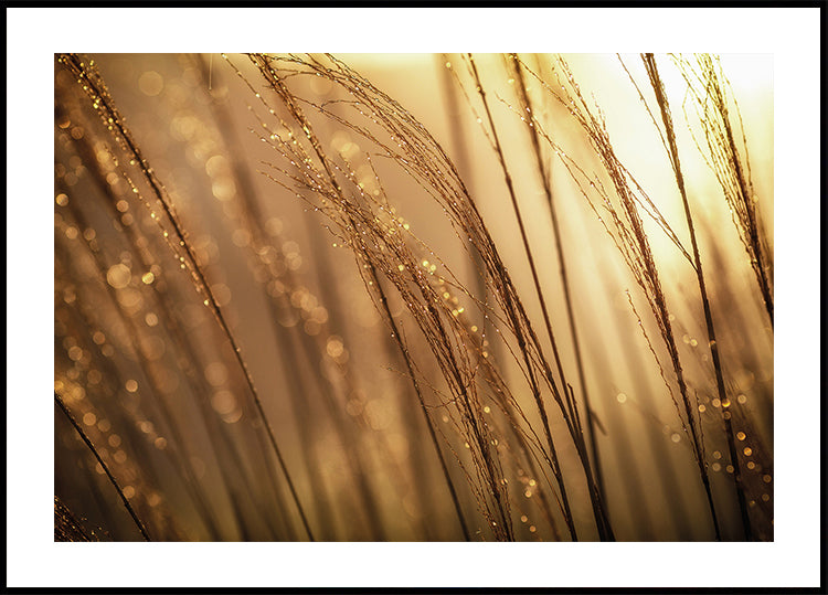 Golden Morning Dew Plakat