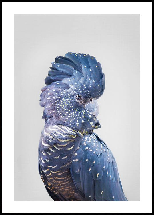 Black Cockatoo Plakat