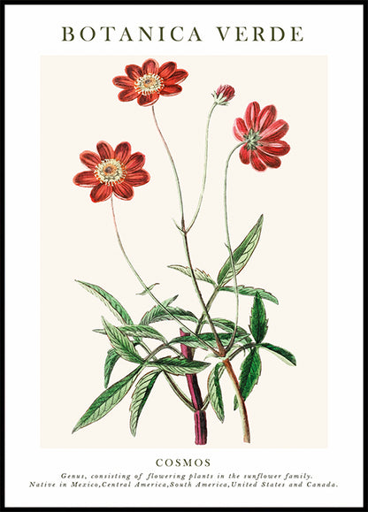 Cosmos Botanical Plakat