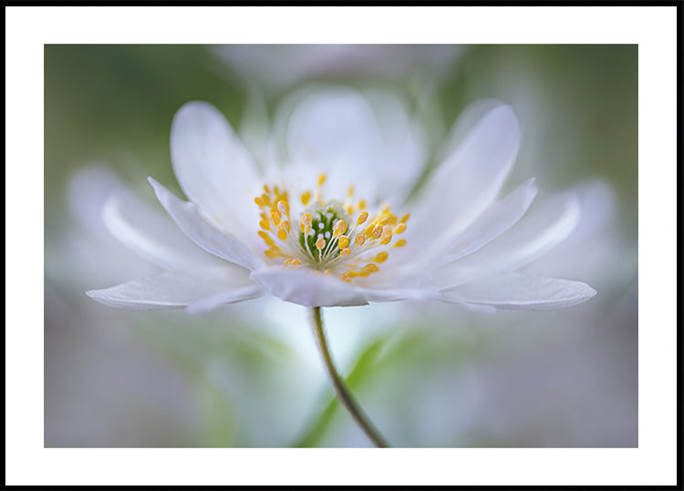 Nemorosa Nirvana Plakat