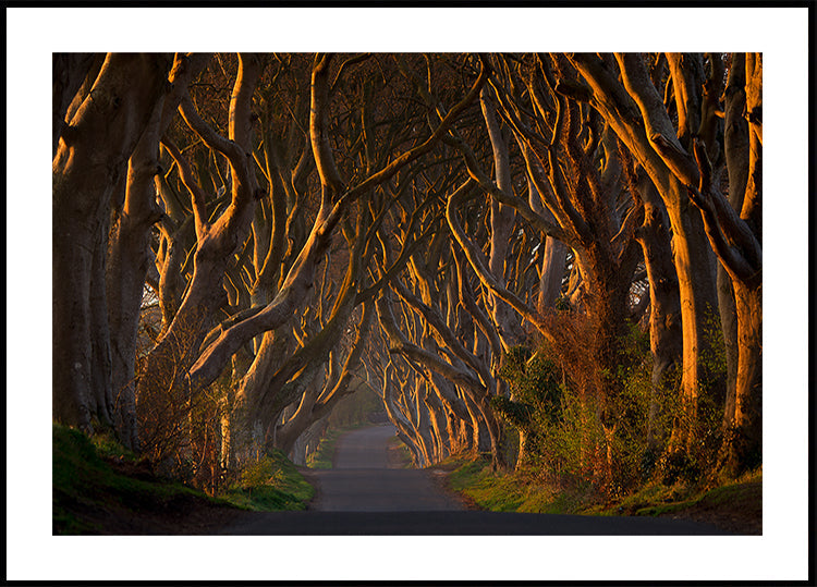 The Dark Hedges in the Morning Sunshine Plakat