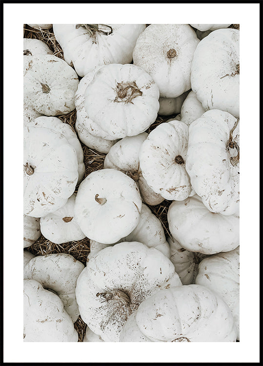 White Pumpkins Harvest Plakat