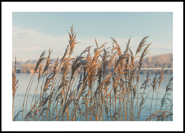 Reeds By The Lake Plakat