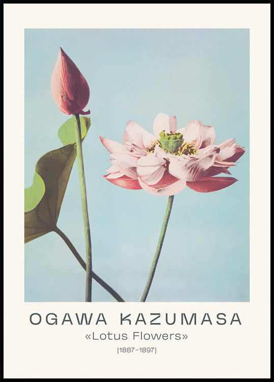 Lotus Flowers Vintage Botanical, Ogawa Kazumasa 1887–1897 Plakat