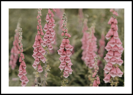 Pink Foxglove Flowers Plakat