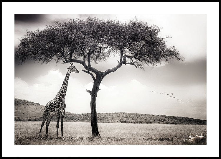 under the African sun