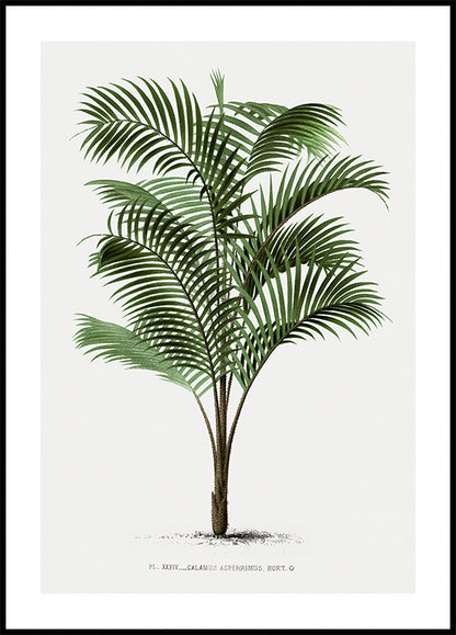 Vintage Palm Tree No. 2 Plakat