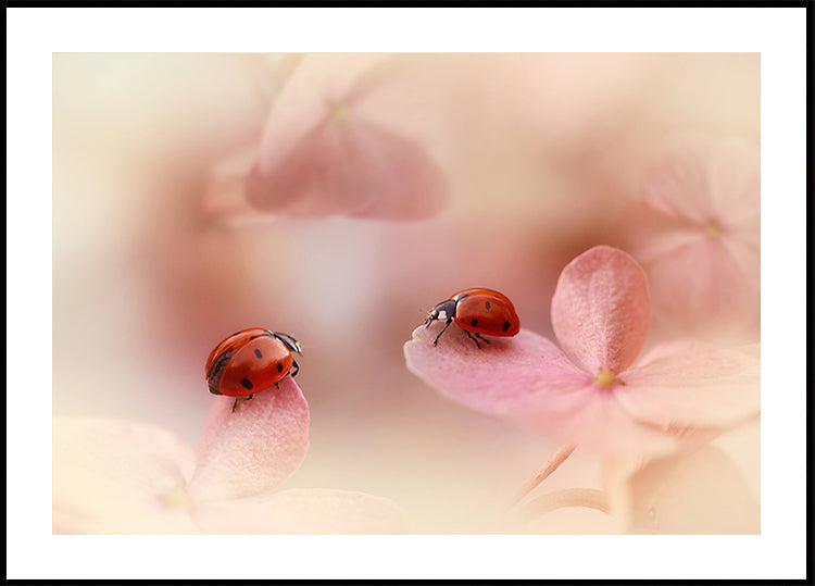 Ladybirds on pink hydrangea. Plakat