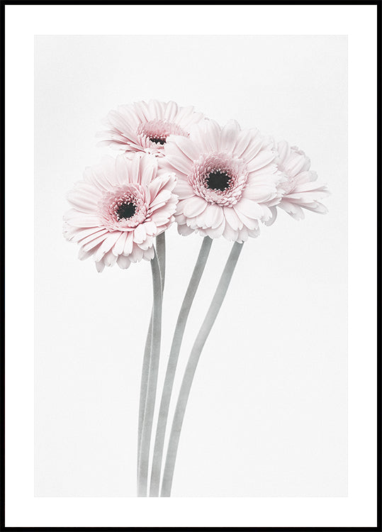 Pink Flowers Plakat