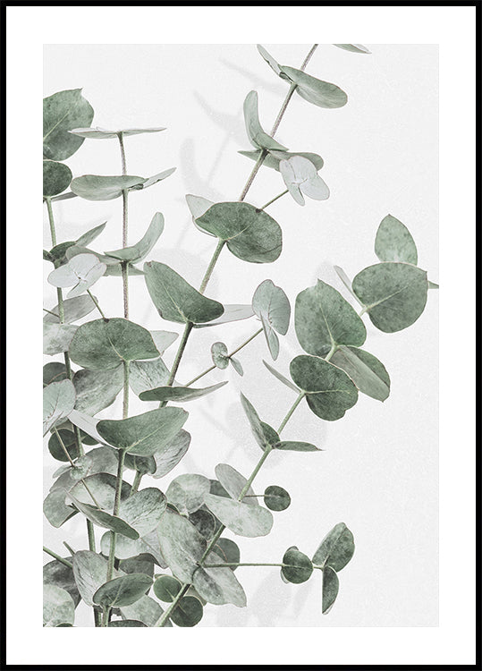 Eucalyptus_003 Plakat