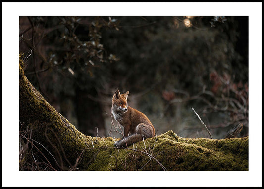 Fox in The Forest Plakat