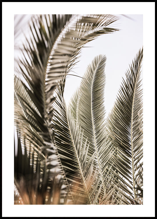 Whispers of Palms Plakat