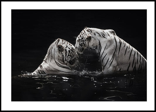 White Tigers in The Water Plakat