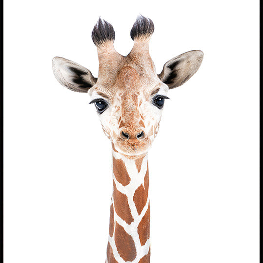 Baby Giraffe Plakat