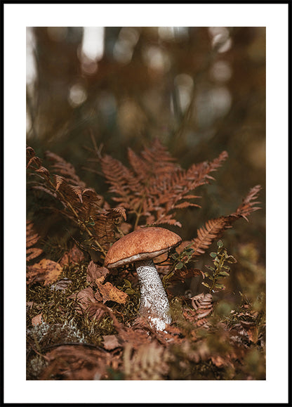 Mushroom in the Forest Plakat