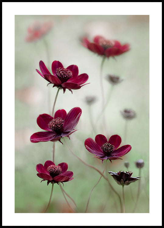 Cosmos sway Plakat
