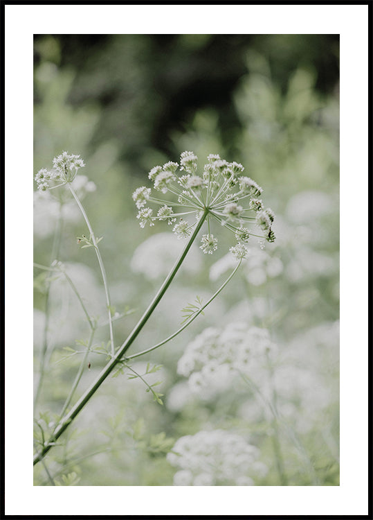 White Wildflowers in a Soft Green Meadow Plakat