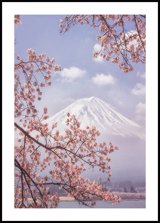 Mt.Fuji in the cherry blossoms