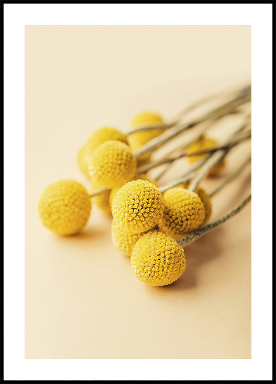 Craspedia Globosa Flowers Plakat