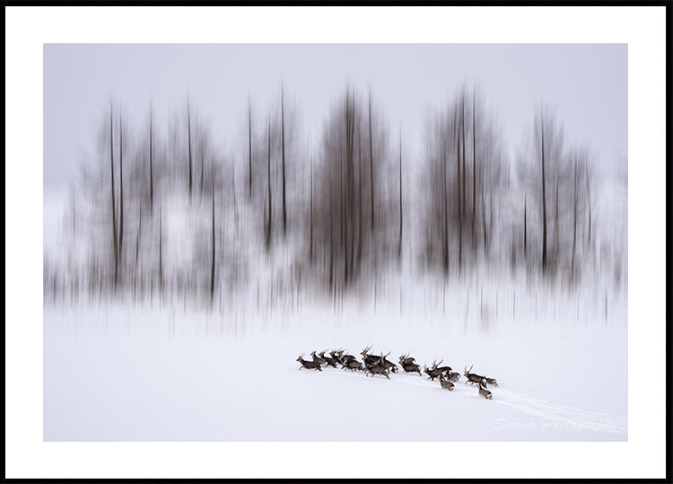 Winter in Hokkaido Plakat