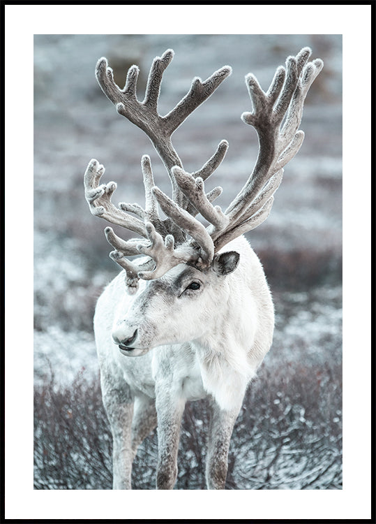 Winter Reindeer in Frosty Landscape Plakat