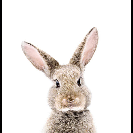 Baby Rabbit Plakat