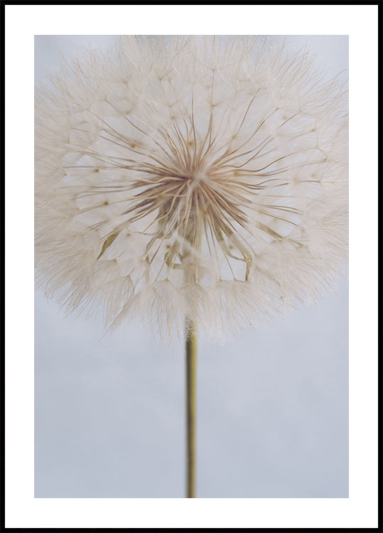 Delicate Dandelion Plakat