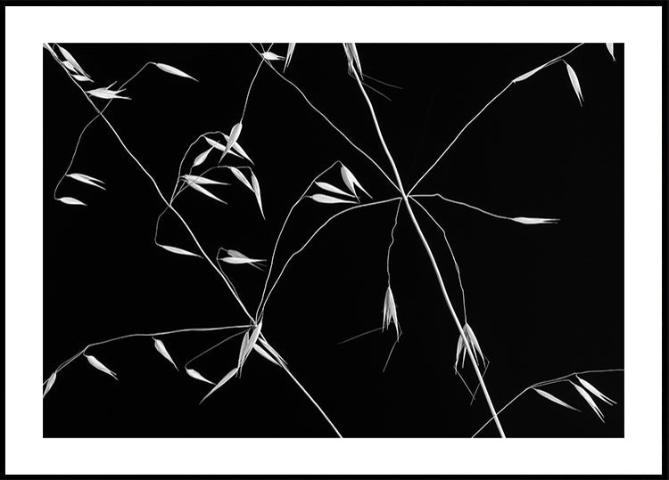 Crossed Lines Plakat