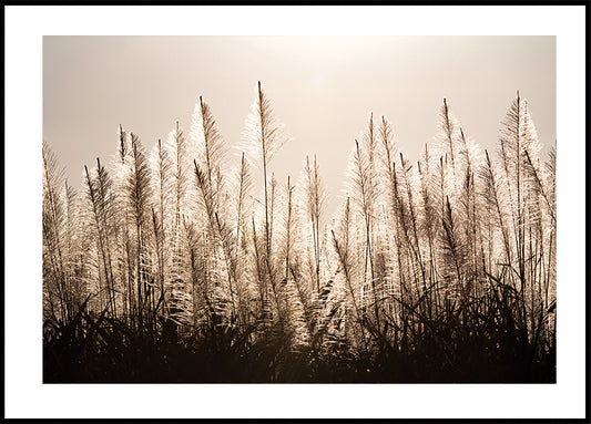 Sugar Cane Plumes At Sunset Plakat