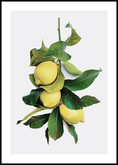 Branch with Lemons Plakat