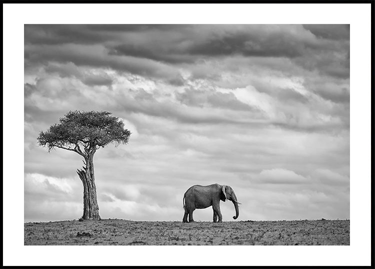 Elephant Landscape Plakat
