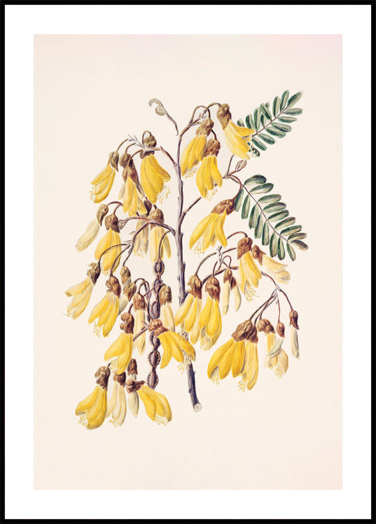 Kowhai Drawn By Sarah Featon (1848–1927) Plakat